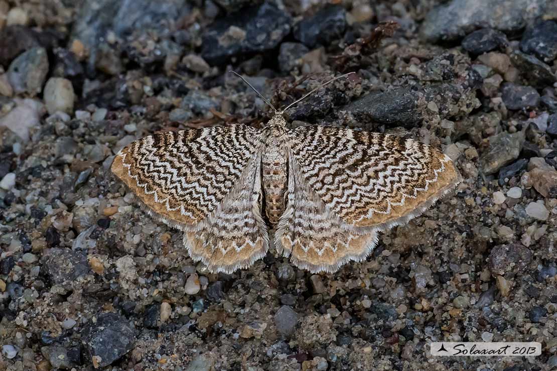 Geometridae?  S!  Hydria undulata