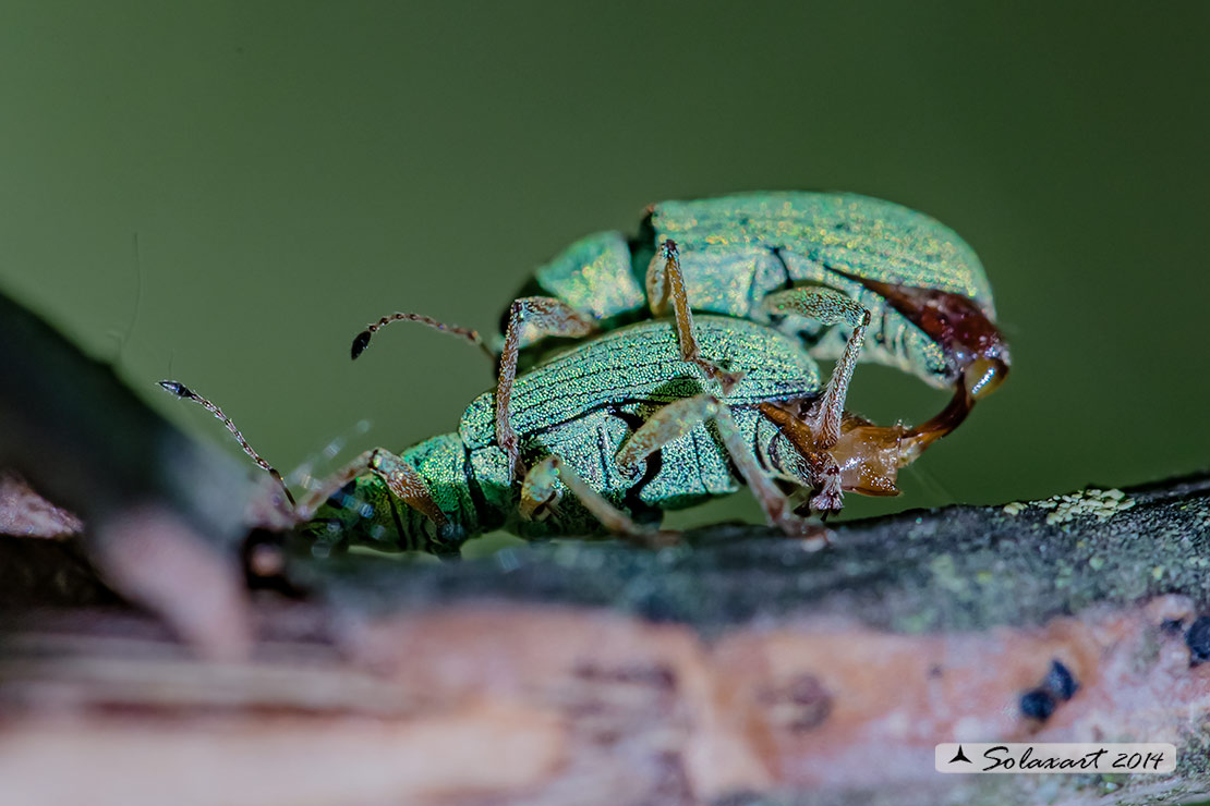 Curculionidae: Polydrusus  formosus?   S !