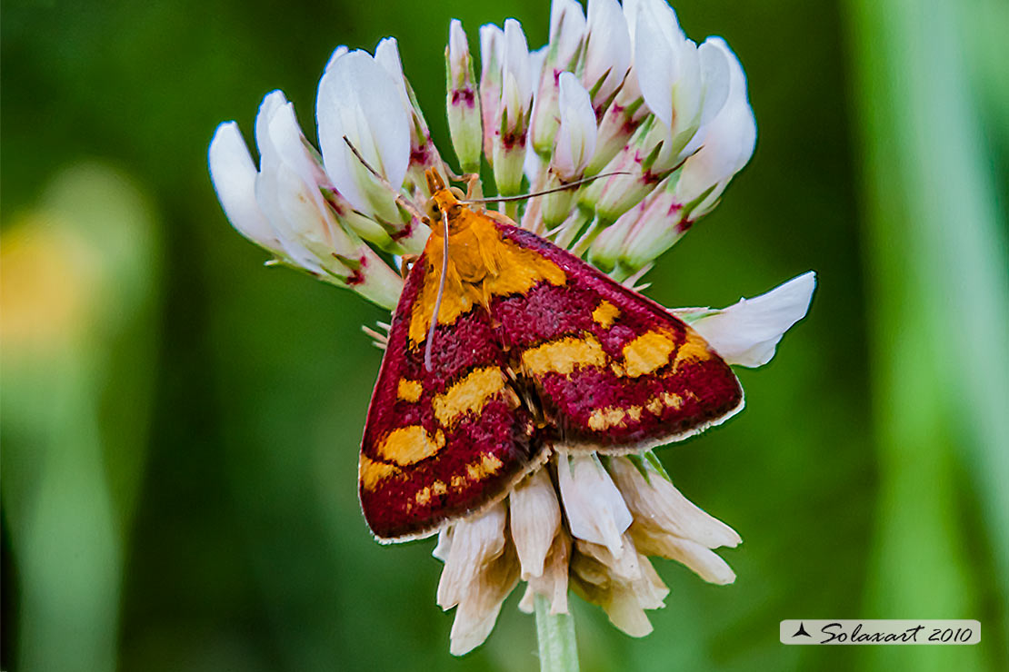 Pyrausta purpuralis - (Crambidae)