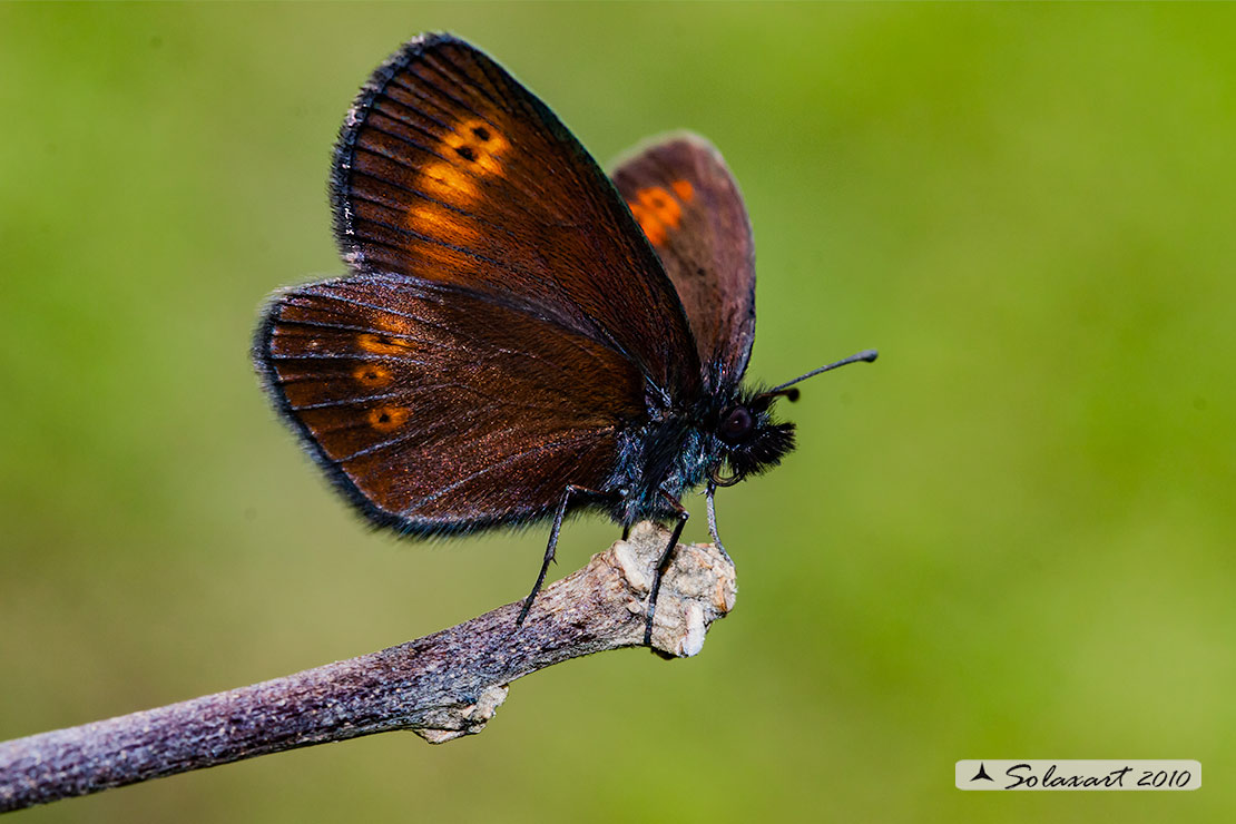 Erebia sp  (???)   Erebia melampus (Nymphalidae Satyrinae)