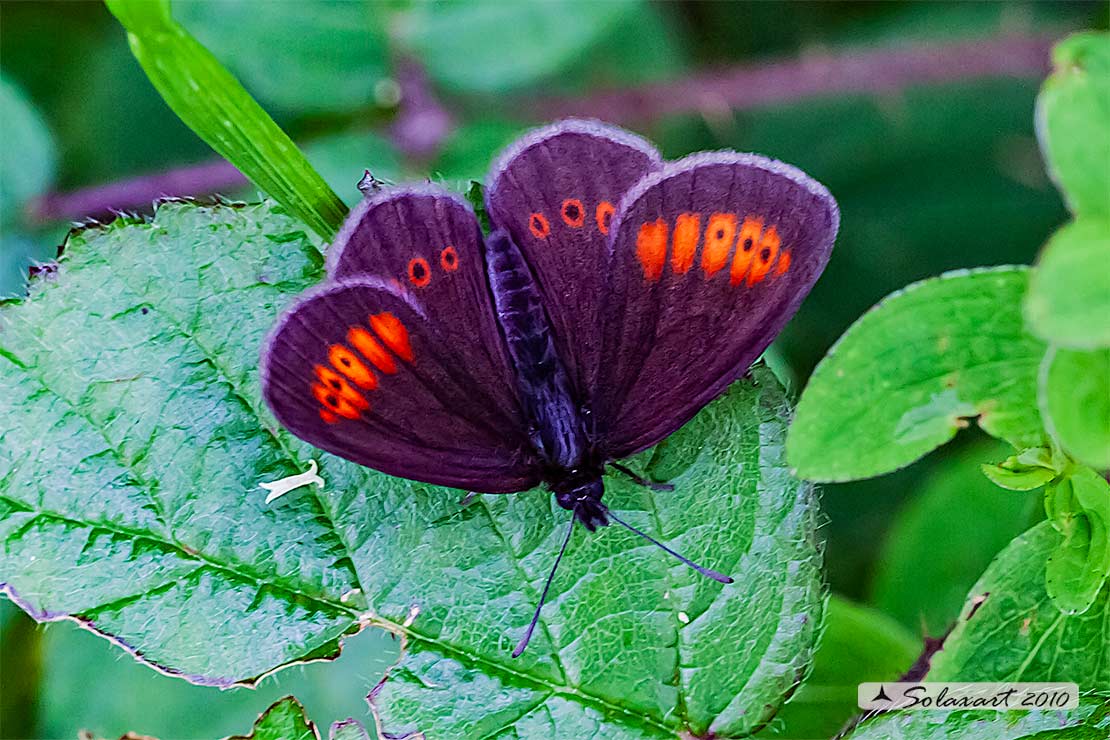 Erebia sp  (???)   Erebia melampus (Nymphalidae Satyrinae)
