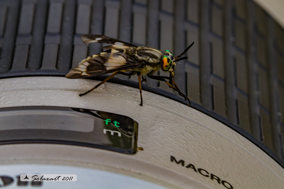 Chrysops (? )  caecutiens  (Tabanidae)     quasi,...  Chrysops relictus femmina