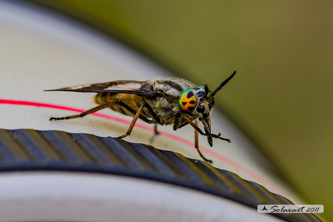 Chrysops (? )  caecutiens  (Tabanidae)     quasi,...  Chrysops relictus femmina