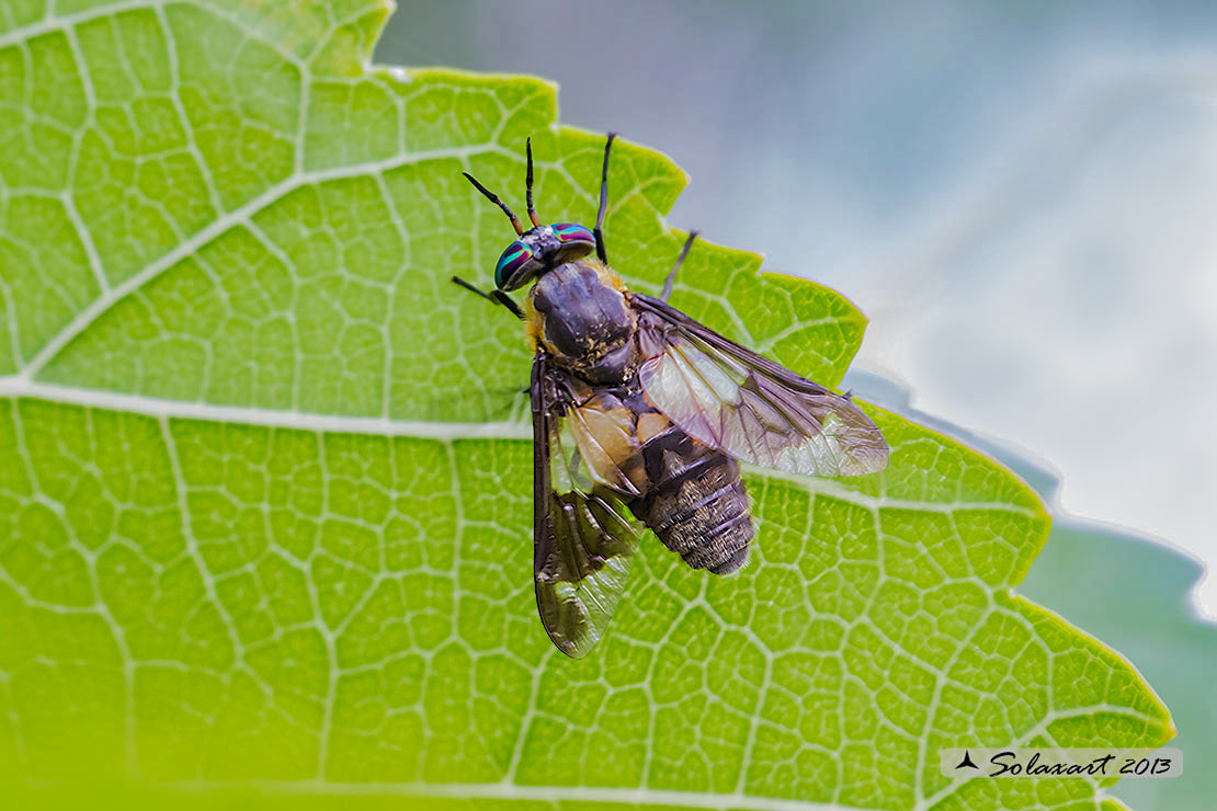 Chrysops caecutiens (Tabanidae) femmina