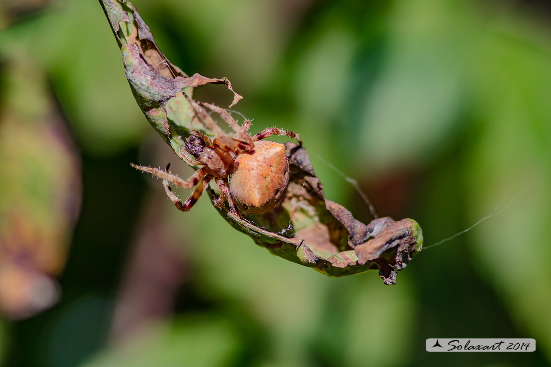 Araneus angulatus, femmina  - Borgomanero (NO)