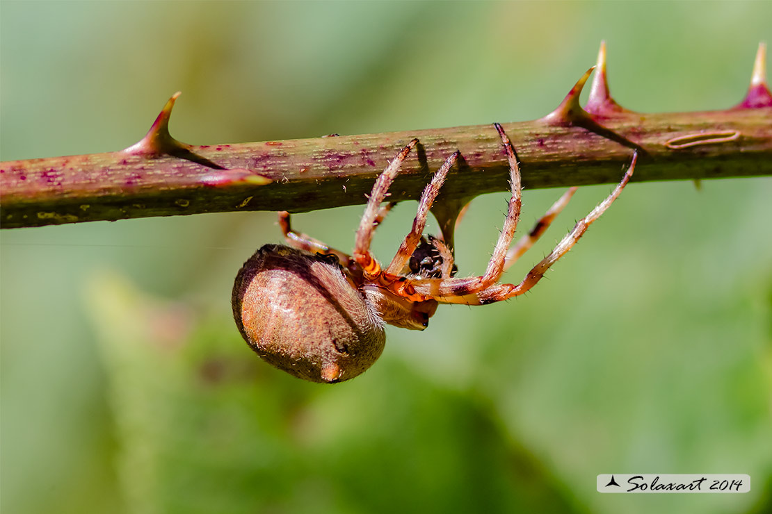 Araneus angulatus, femmina  - Borgomanero (NO)