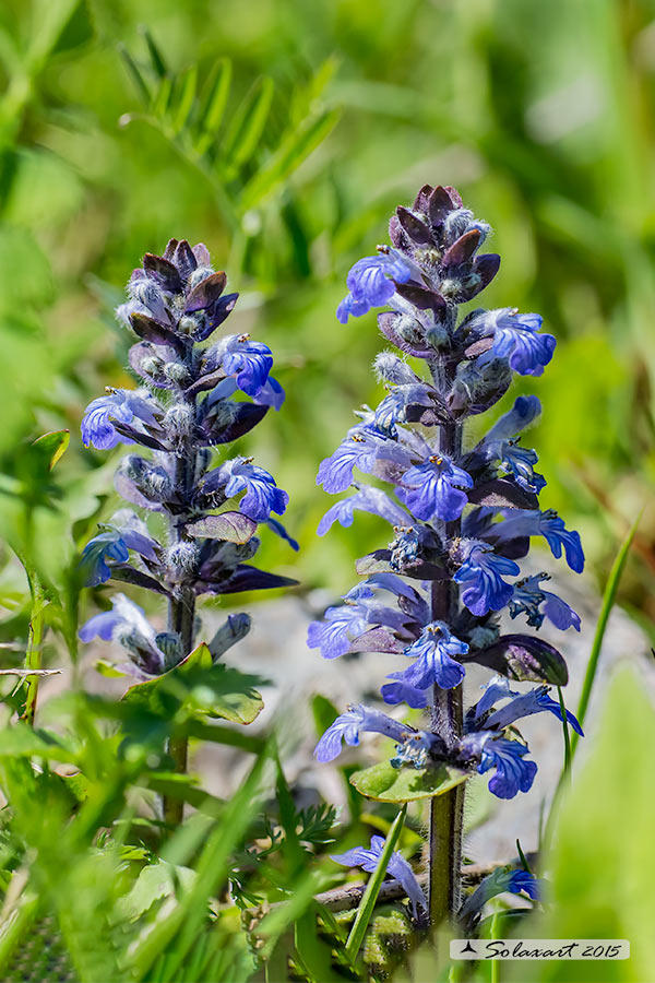 Ajuga reptans / Iva comune