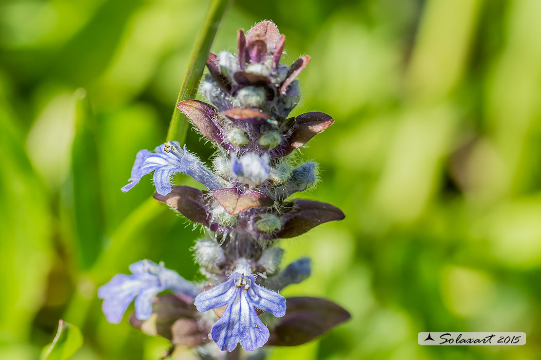 Ajuga reptans / Iva comune
