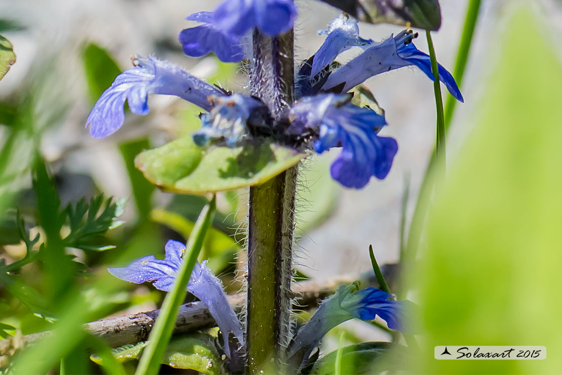 Ajuga reptans / Iva comune