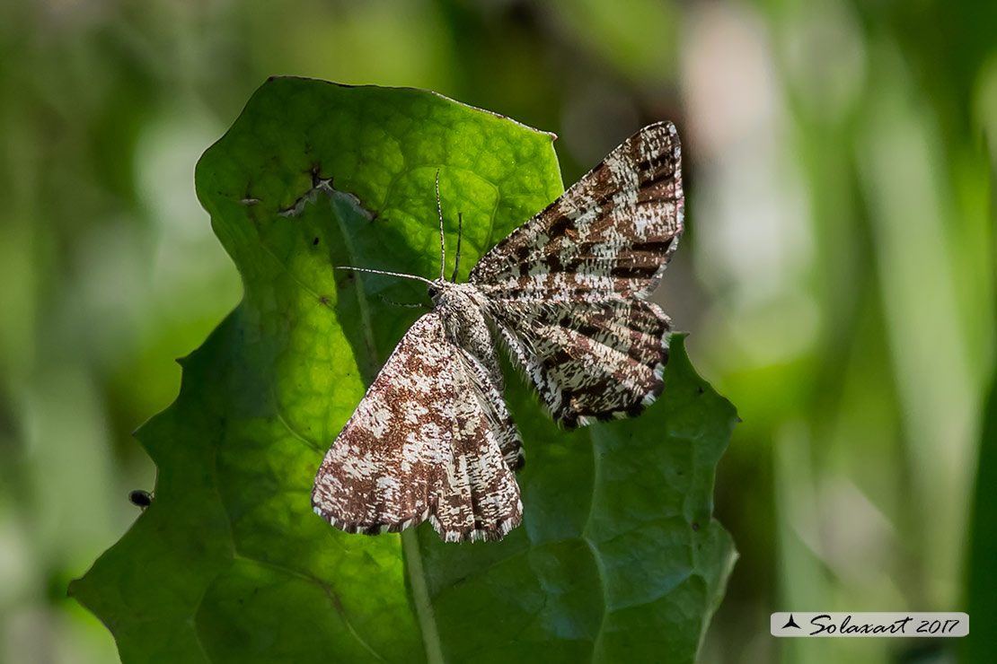 Ematurga atomaria ♀ (??)
