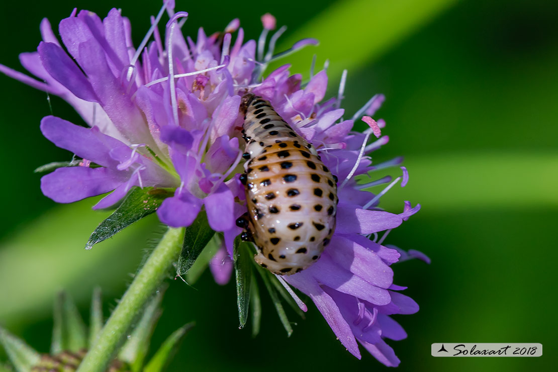 larva di crisomelidae in muta ??? Chrysomela sp.