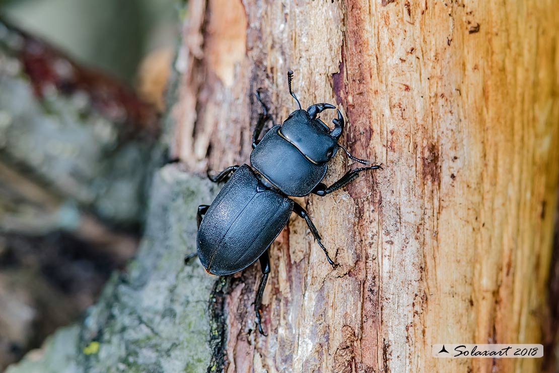 Dorcus parallelipipedus (?)  S, maschio