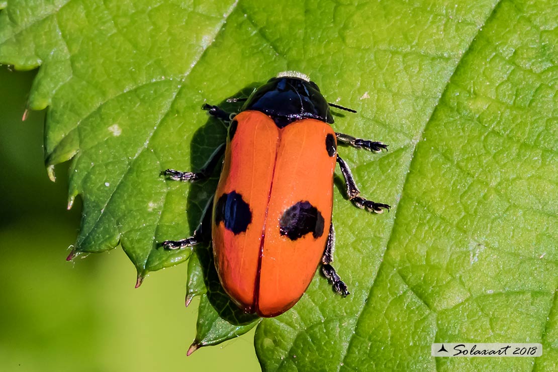 Chrysomelidae - Clytra laeviuscula? S.