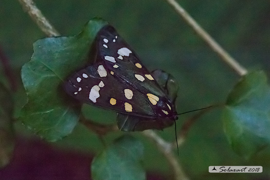 Callimorpha dominula (??)