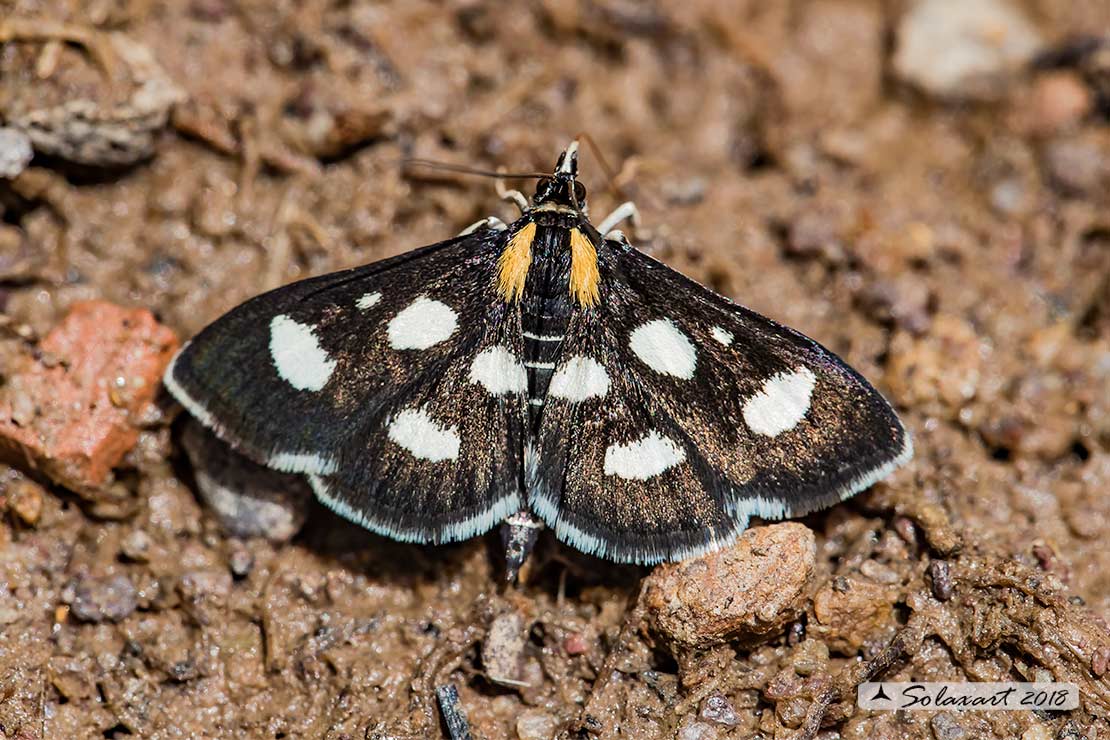 Lepidoptera (????) Anania funebris - Crambidae