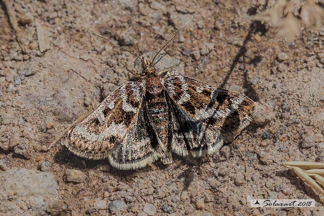 Callistege (Euclidia) mi (???) No, Metaxmeste cfr. schrankiana - Crambidae