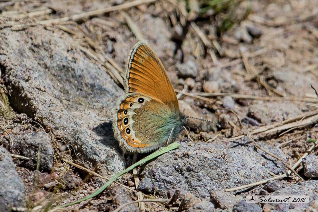 Coenonympha xx  (??)