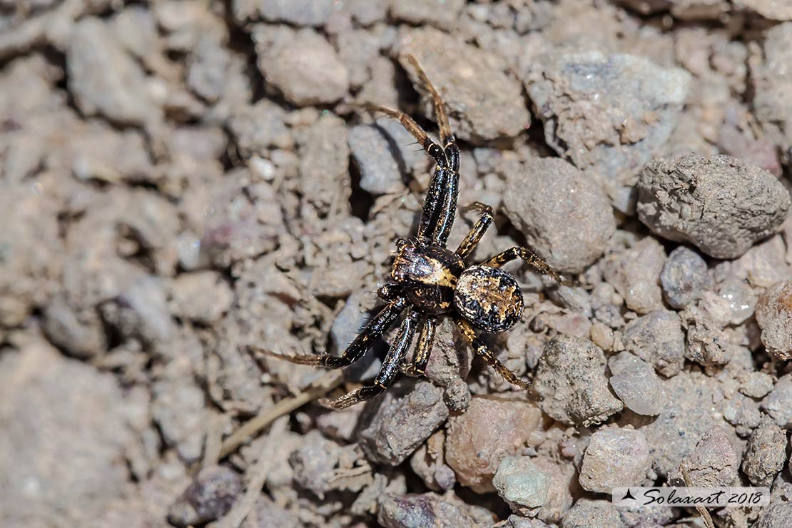 Tomisidae: Xysticus-xx (??)