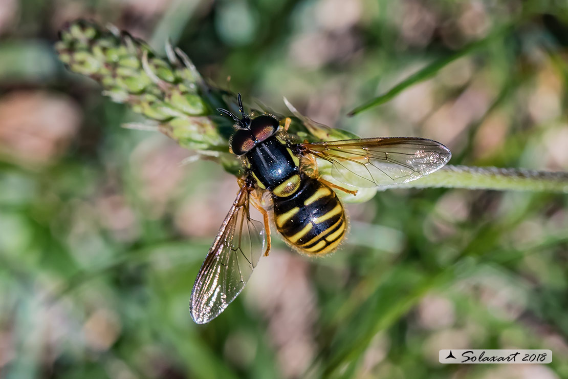 Syrphidae: Chrysotoxum cfr. cautum, maschio