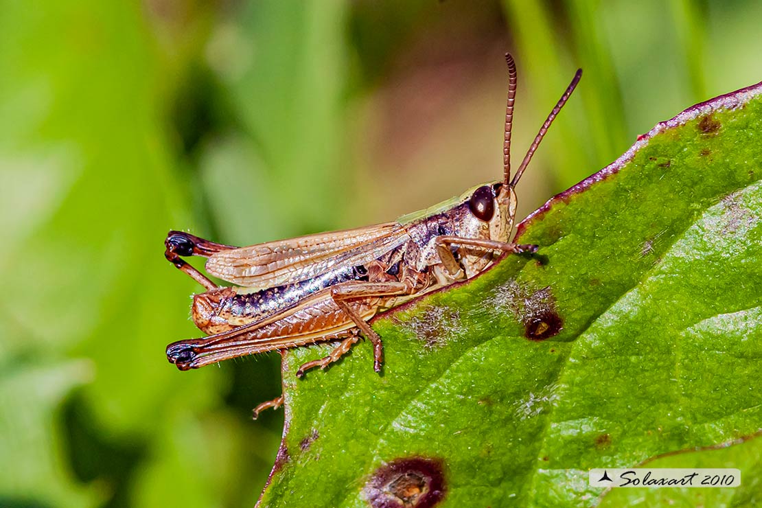 Pseudochorthippus ???? No, Chorthippus parallelus, femmina