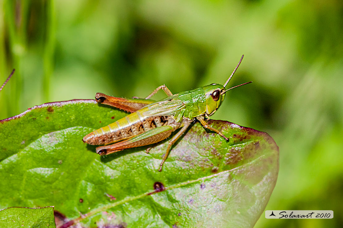 Pseudochorthippus ???? No, Chorthippus parallelus, femmina