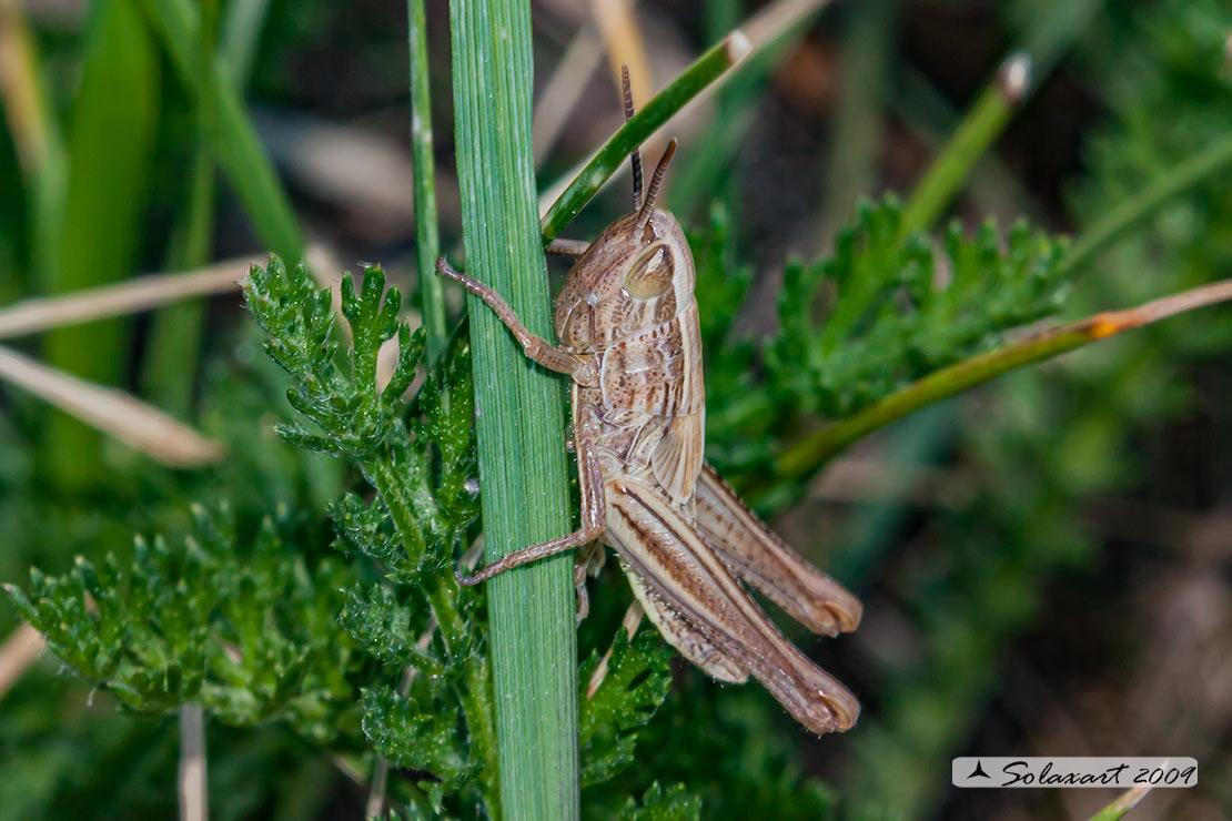 Acrididae ?  S, ninfa:  cfr. Euchorthippus declivus