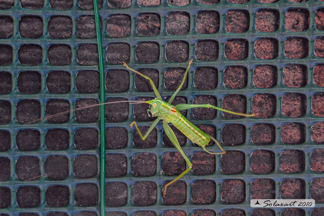 Ninfa ... ???? No, maschio adulto di Meconema meridionale (Tettigoniidae)