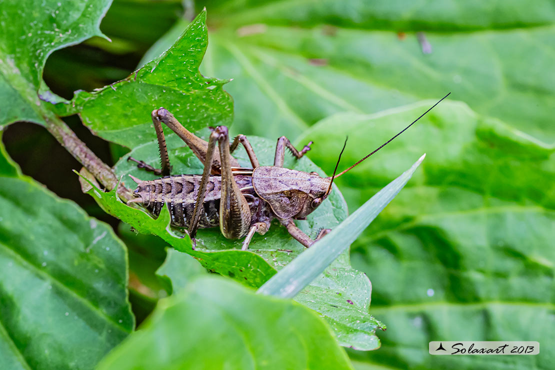 Decticus verrucivorus  verrucivorus (Tettigoniidae)