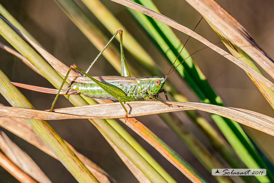 Conocephalus discolor o fuscus ??....Anisoptera cfr. fusca