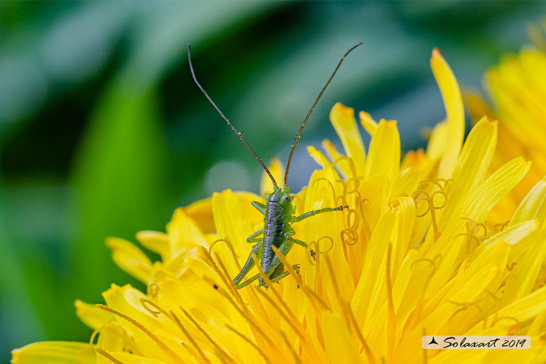 Ninfa di Tettigonia  (?????)