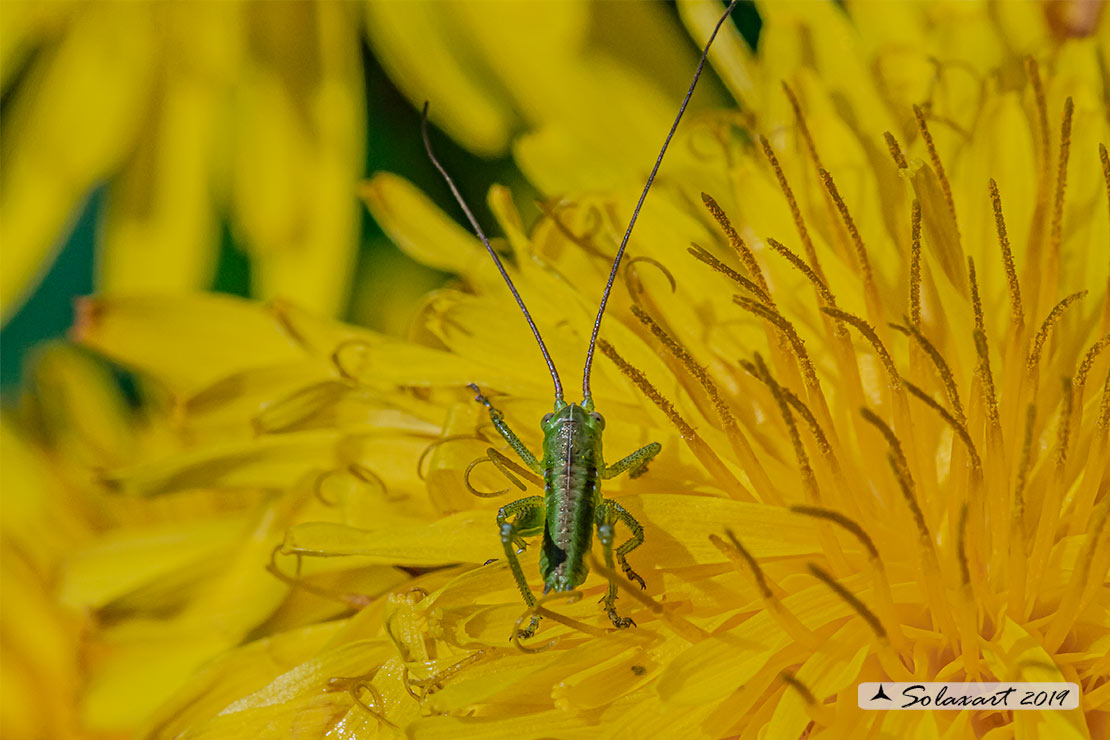 Ninfa di Tettigonia  (?????)