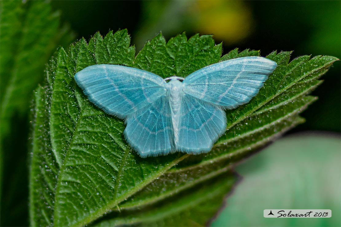 Geometridae, Chlorissa cloraria ? ...  Chlorissa viridata