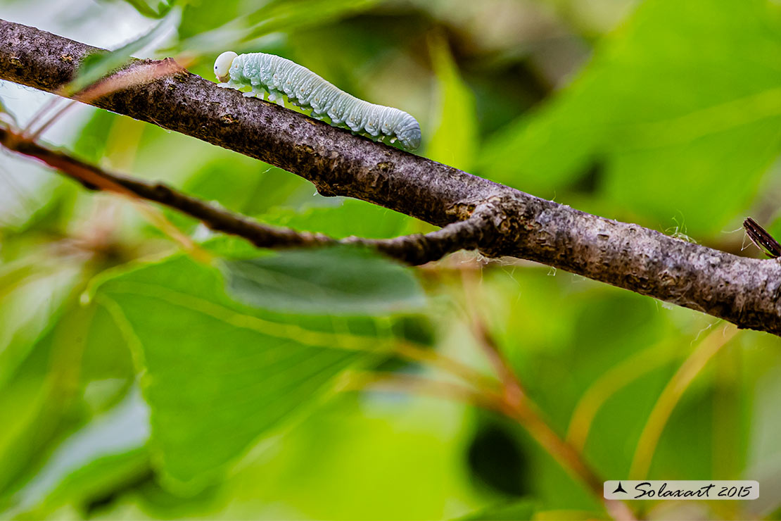 Larva di Cimbex sp. (Cimbicidae)