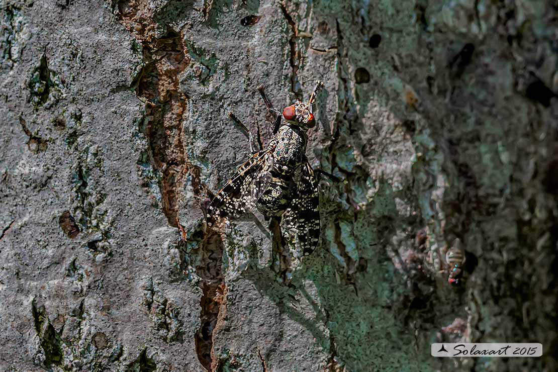 Platystomatidae: Platystoma lugubre ?    S !
