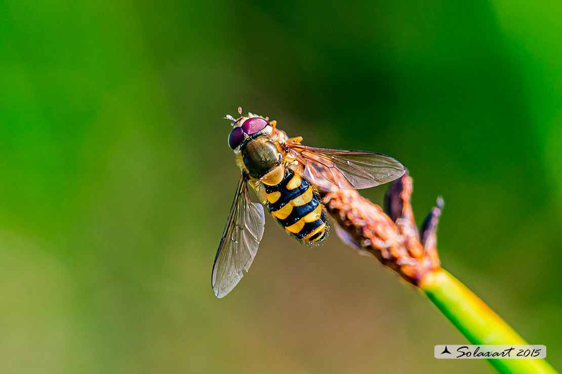 Syrphodae: Epistrophe grossulariae ?  No, Syrphus cfr. ribesii, maschio