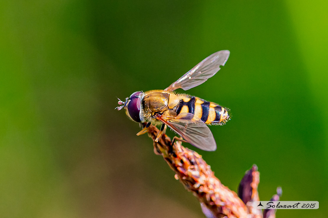 Syrphodae: Epistrophe grossulariae ?  No, Syrphus cfr. ribesii, maschio