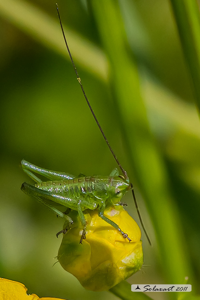 Ninfa di Tettigonia  ?????  S, di Tettigonia viridissima