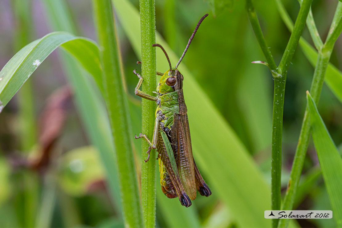 Acrididae:  Pseudochorthippus (o Chorthippus) parallelus