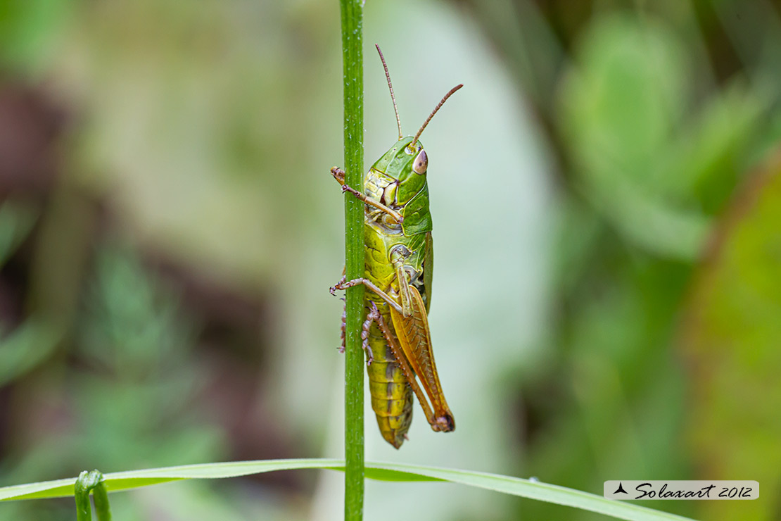 Acrididae:  Pseudochorthippus (o Chorthippus) parallelus