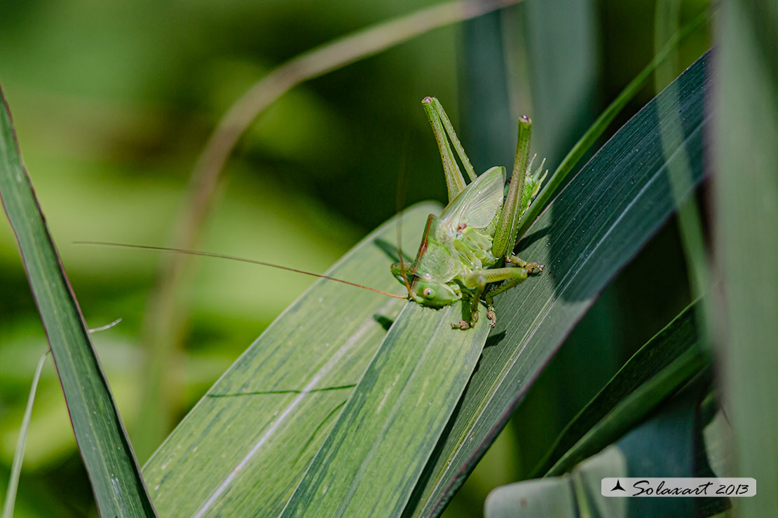 Ninfa di Pholidoptera aptera maschio? No, di Tettigonia viridissima