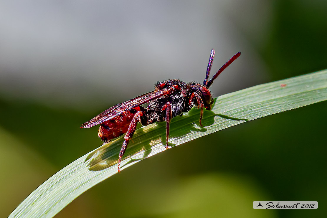 Apidae ?  S, Nomada sp.