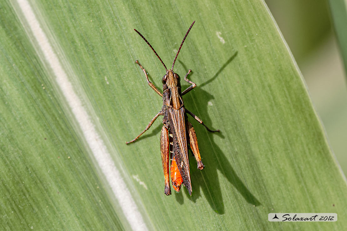 Chorthippus  brunneus brunneus e Omocestus rufipes