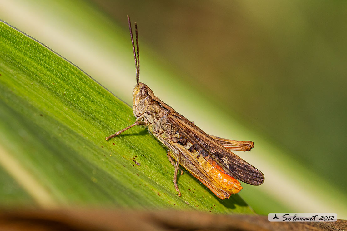 Chorthippus  brunneus brunneus e Omocestus rufipes