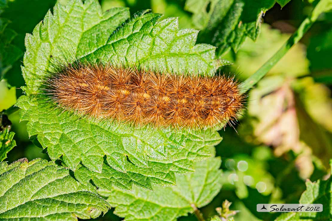 Bruco (???) Phragmatobia fuliginosa (cfr.) - Erebidae Arctiinae