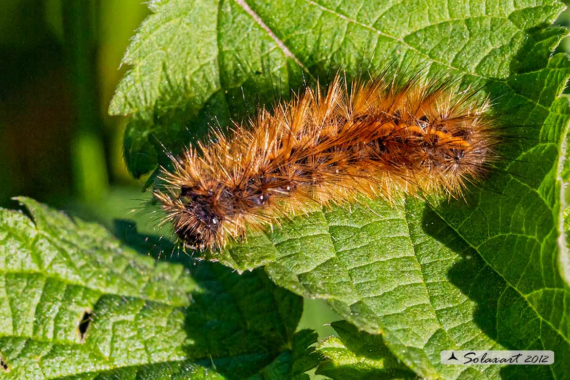 Bruco (???) Phragmatobia fuliginosa (cfr.) - Erebidae Arctiinae