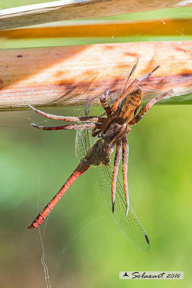 Dolomedes sp. - Olginate (VA)