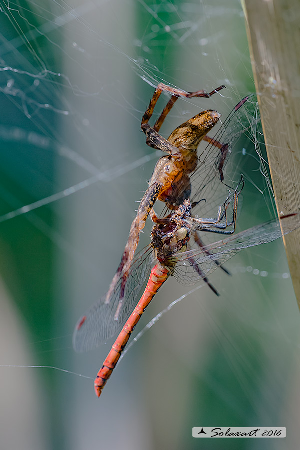 Dolomedes sp. - Olginate (VA)