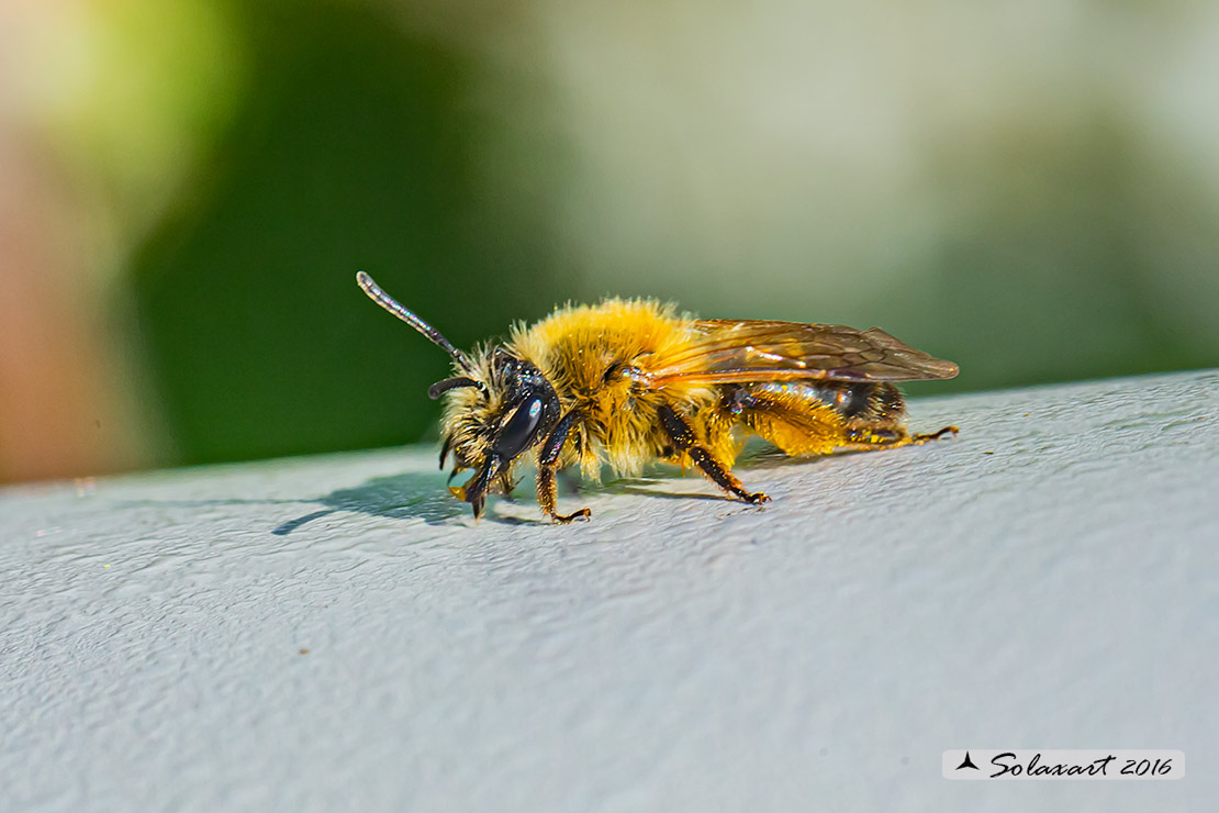 Apidae (Nomada) ???  No,  cfr. Andrena sp., femmina