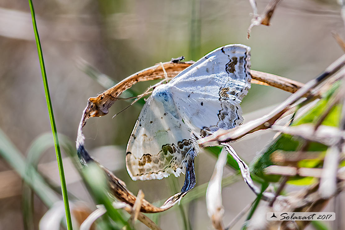 Noctuidae? No, Geometridae - Scopula (Scopula) ornata