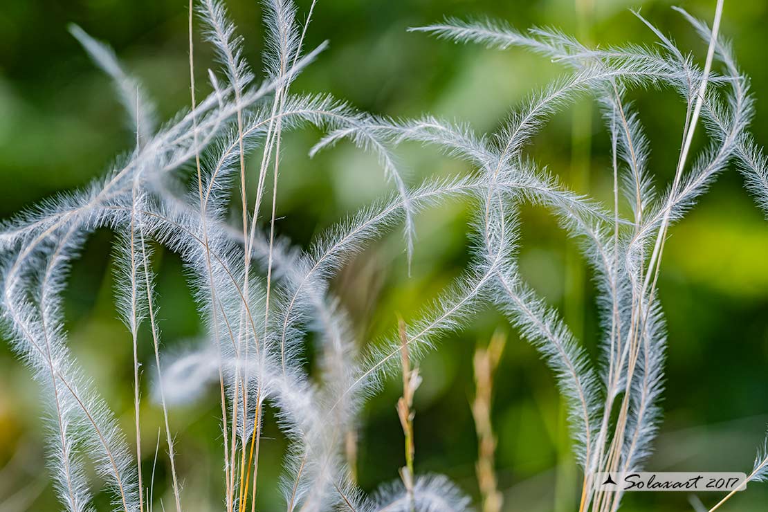 Stipa sp. (Poaceae)